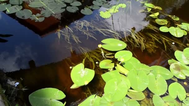 Водна флора цвіте лілією — стокове відео