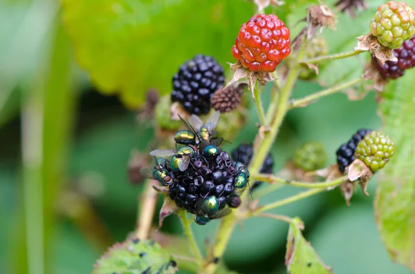 Gros plan mûres mûres mouche boire manger jus — Photo