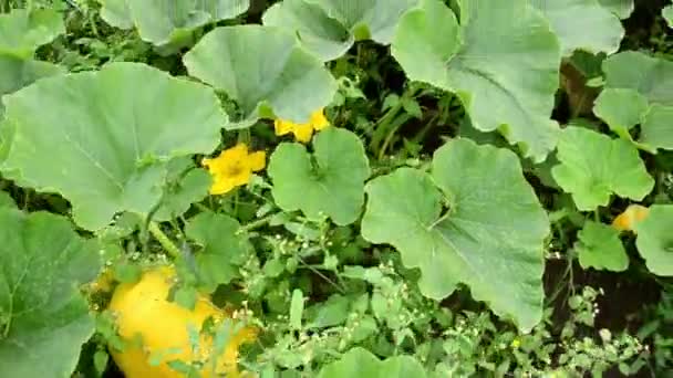 Maleza vegetal de calabaza — Vídeos de Stock