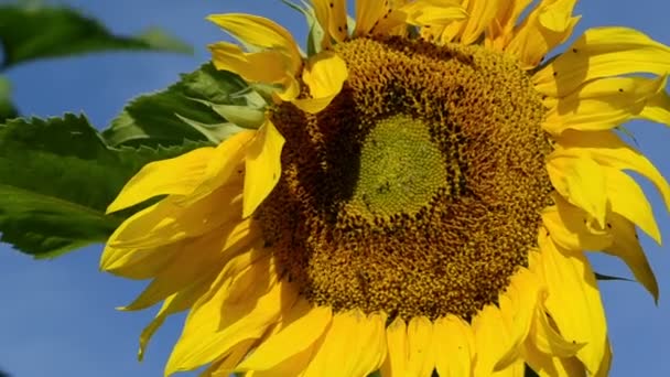 Cabeza de girasol cielo azul — Vídeos de Stock