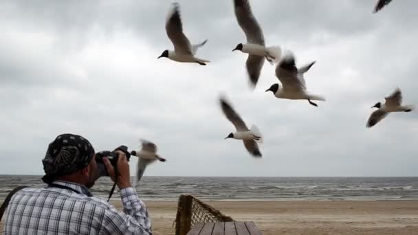 Fotógrafo atirar gaivota — Vídeo de Stock