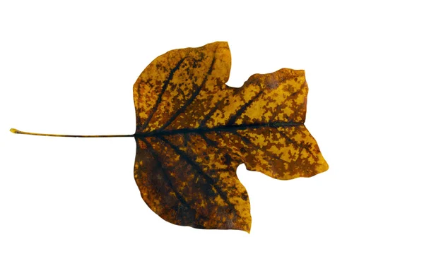 Sear tulip tree leaf turned on its side — Stock Photo, Image