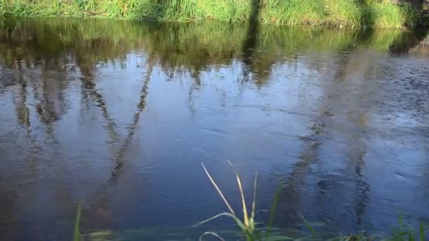 Rama de agua del río caída — Vídeos de Stock