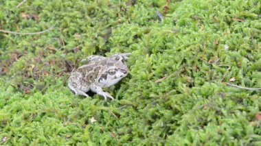 sarımsak spadefoot kurbağa