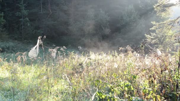 Wiesenspinnennetz-Nebel — Stockvideo