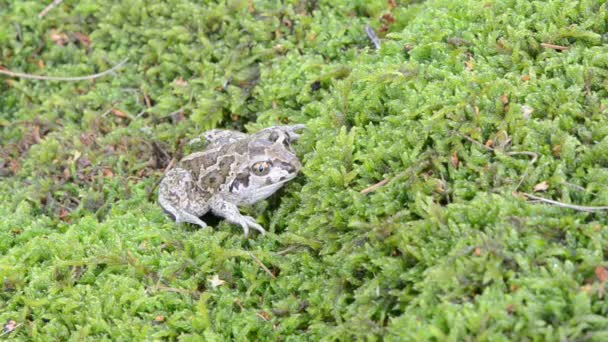 大蒜 spadefoot 蟾蜍 — 图库视频影像