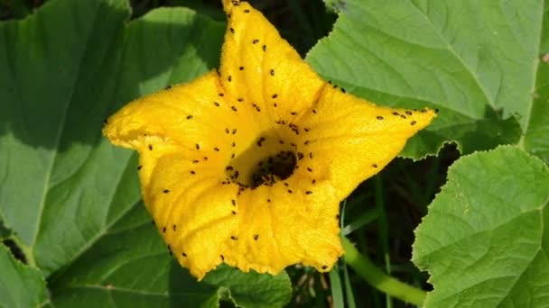 Cimici della fioritura della zucca — Video Stock