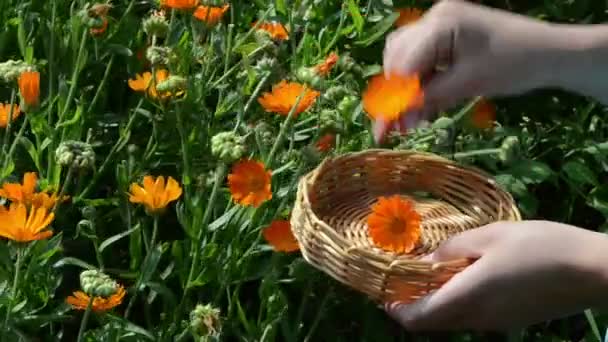 Kadife çiçeği calendula bloom — Stok video