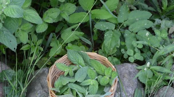 Plante de menthe plat tissé 