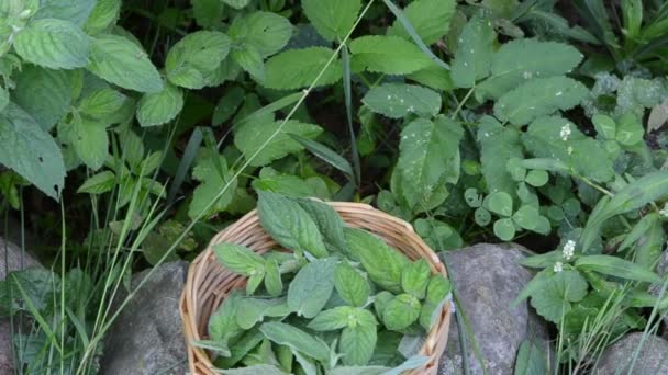 薄荷植物编织盘 — 图库视频影像