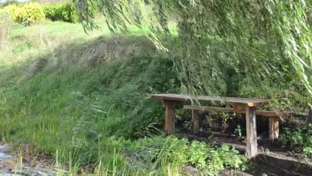 Banc saule arbre lac — Video