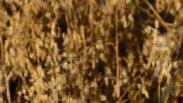 Closeup oat farmer — Stock Video