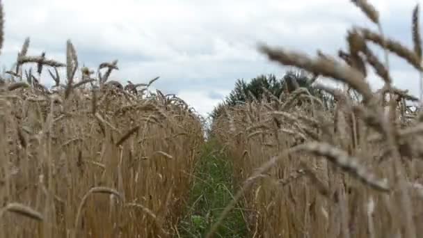 Roue marque blé oreille mouvement — Video