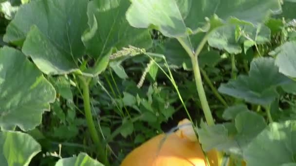 Erba vegetale di zucca — Video Stock