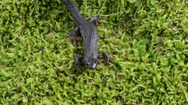 Newt triton eft yürüyüş moss