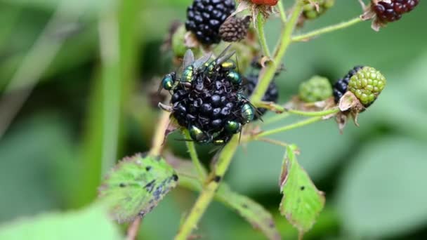 Ожина муха їсть ягоду — стокове відео