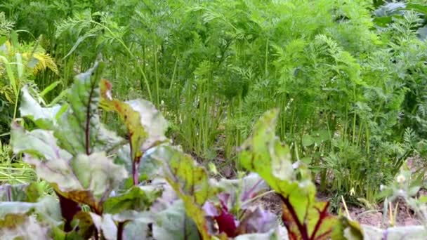 Foglia di carota barbabietola — Video Stock