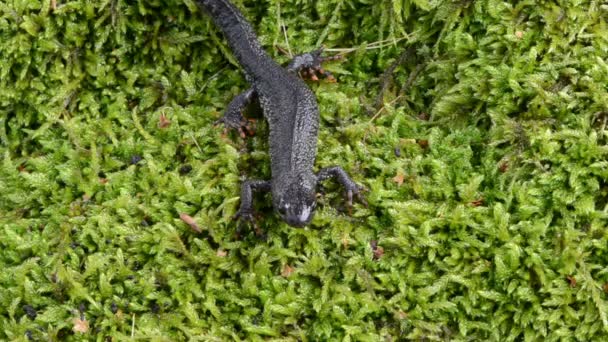 Newt triton eft walk moss — Stock Video