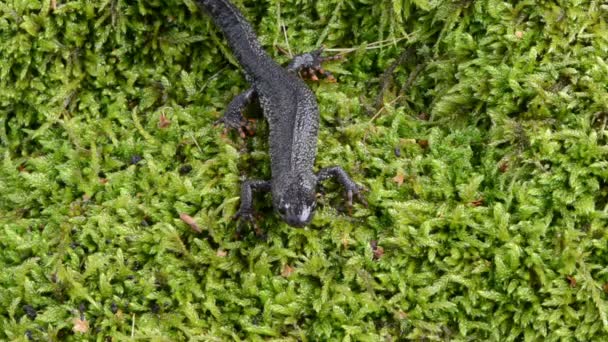 Triton triton eft à pied mousse