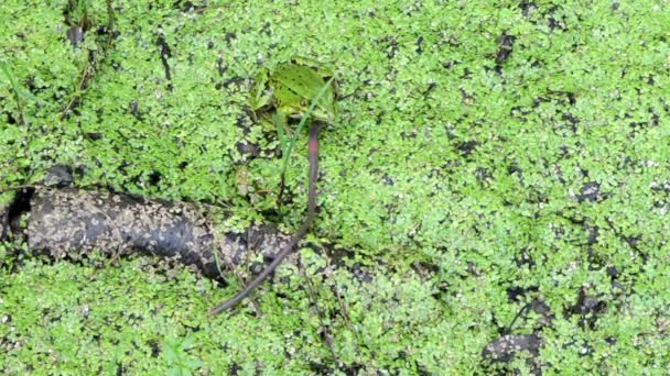 Gusano rana captura presa gusano — Vídeos de Stock