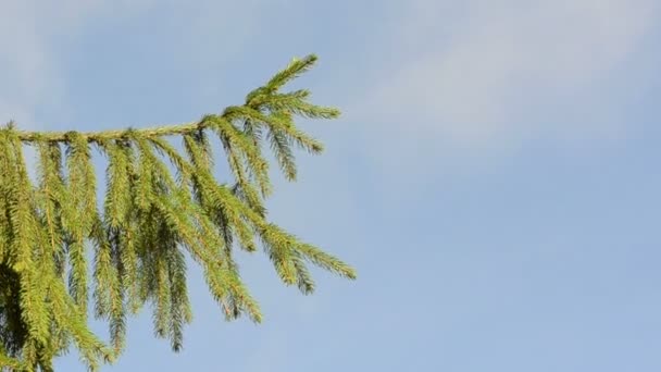 Köknar ağacı dalı gökyüzü — Stok video