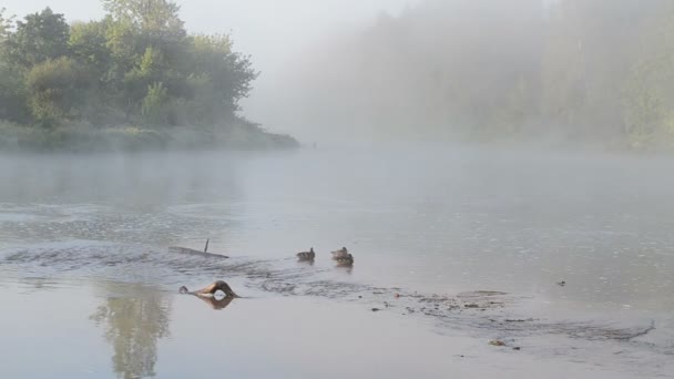 Pato niebla río agua — Vídeos de Stock