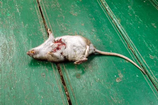 Dead rat bloody wound tooth lie rural wooden floor — Stock Photo, Image