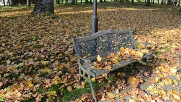 Park bench autumn leaves — Stock Video