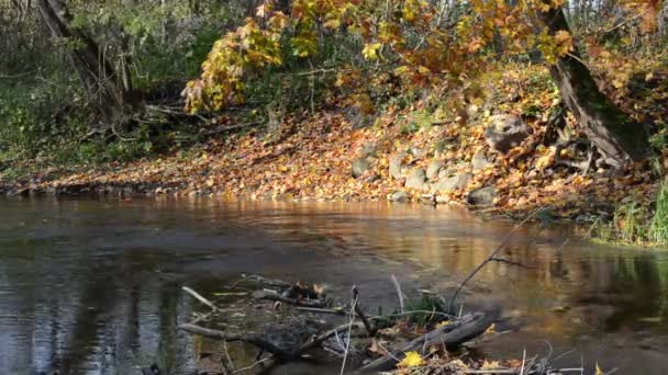 Parque arroyo hojas de otoño — Vídeos de Stock