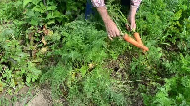 Oude vrouw oogst wortel — Stockvideo