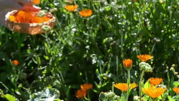 Marigold calendula blomma — Stockvideo