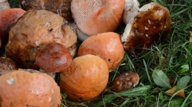 yığın mantar kırmızı kap