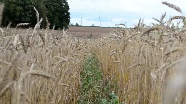 Ripe wheat plowed field — Stock Video