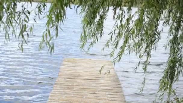 Лавка верби дерево озеро — стокове відео