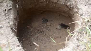 sivri faregiller soricidae iyi pit kemirgen hayvan atlama