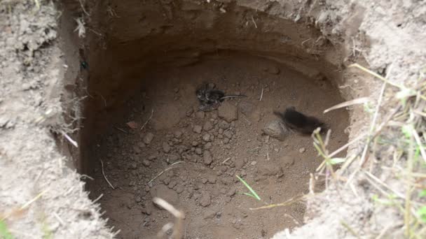 Землеройка сорицид грызунов прыгает в яму колодца — стоковое видео