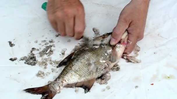 Écailles de poisson propres main — Video