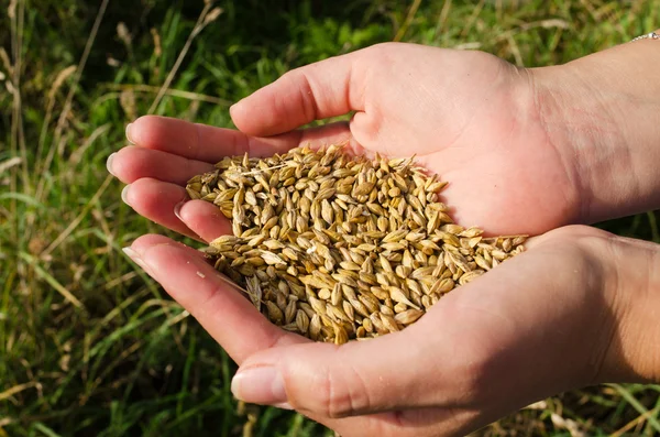 Женские руки собирают спелые зерна пшеницы осенью — стоковое фото