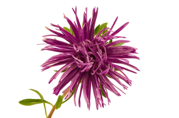 Flor de aster húmedo púrpura primer plano aislado —  Fotos de Stock