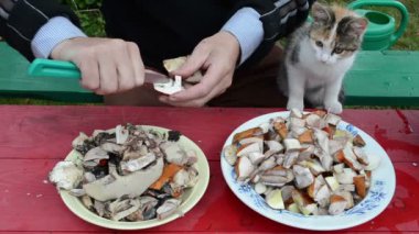 Mantarlı kedi kesme bıçağı