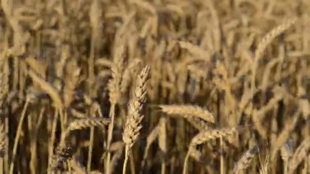 Champ de blé gros plan — Video