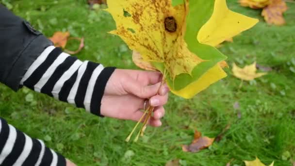 Hand nehmen Herbstblatt — Stockvideo