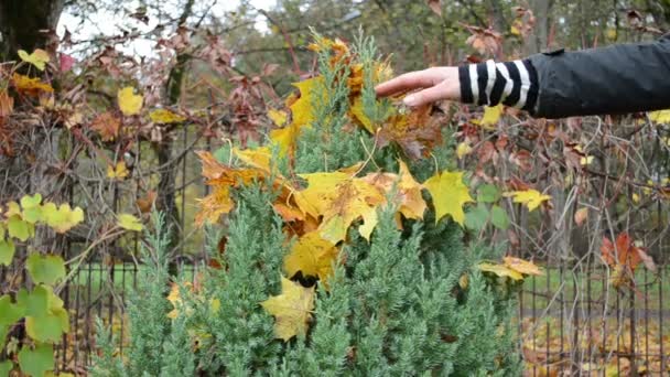 Handen nemen bladeren bloem — Stockvideo