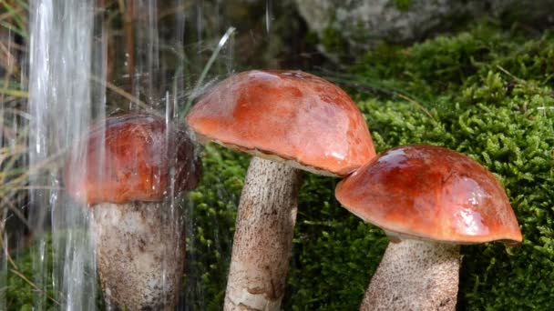 Помаранчева кришкою гриби — стокове відео