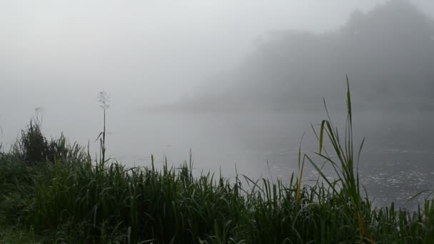 Dence niebla flujo del río — Vídeo de stock