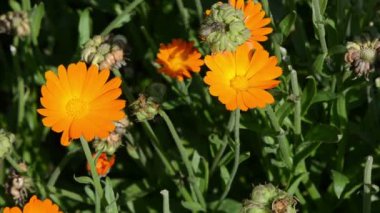 kadife çiçeği calendula bloom