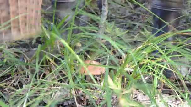 Red cap mushroom pick — Stock Video