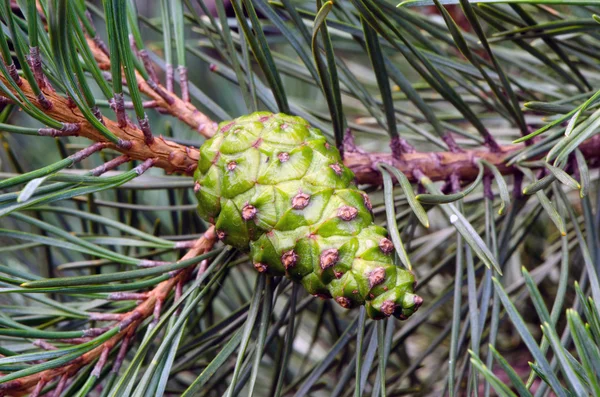 Closeup nieuwe groene kegel groeien vertakking van de beslissingsstructuur pine — Stockfoto