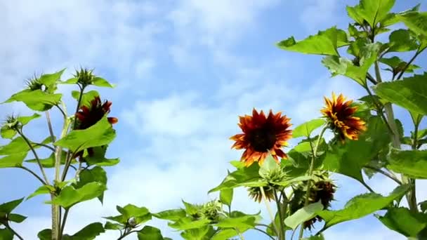 Dekoratif ayçiçeği gökyüzü — Stok video