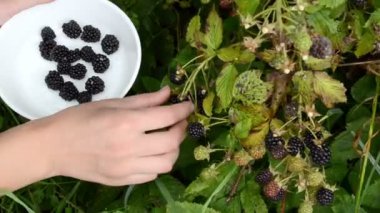 kadın timbleberry berry
